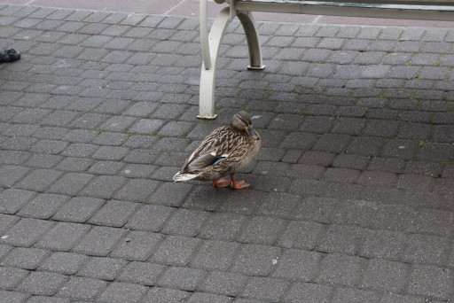 La fête à la Grenouille, chap. II