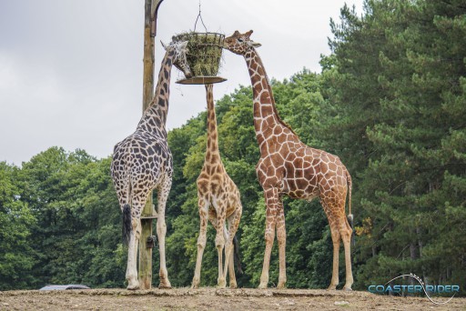 Parc zoologique de Thoiry