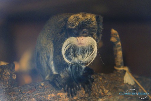 Parc zoologique de Thoiry