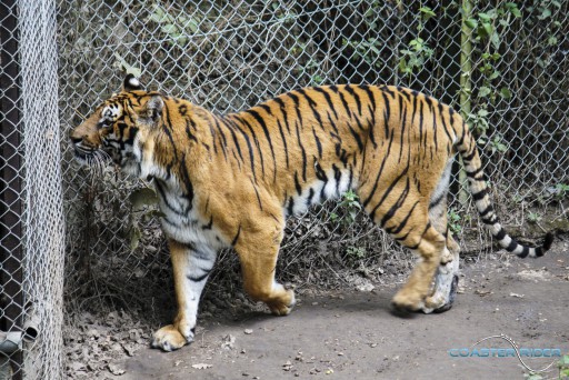 Parc zoologique de Thoiry