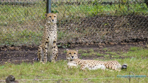 Parc zoologique de Thoiry