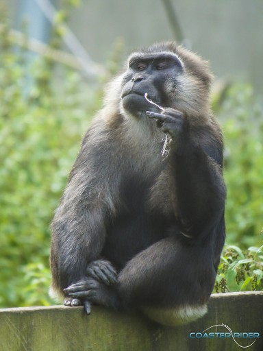 Parc zoologique de Thoiry