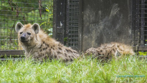 Parc zoologique de Thoiry