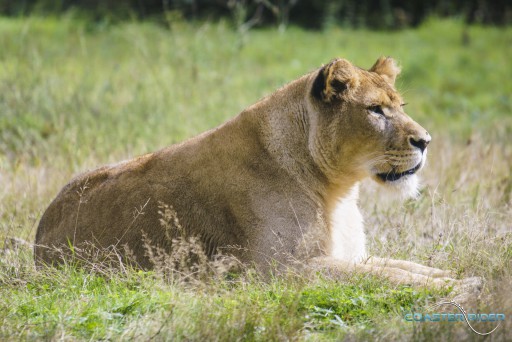 Parc zoologique de Thoiry