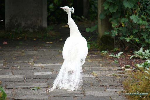 Pairi Daiza