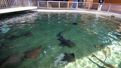 SeaWorld Orlando