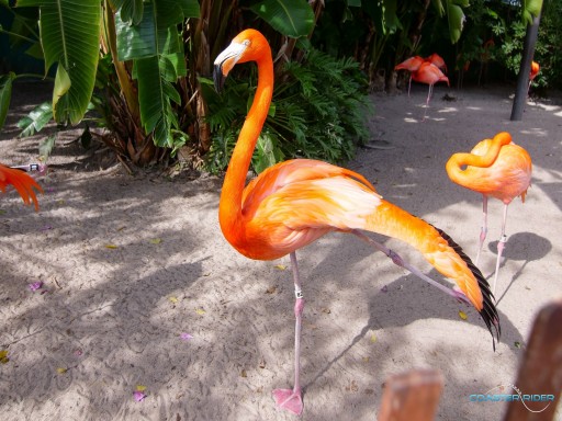 SeaWorld Orlando