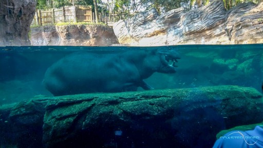 Walt Disney World - Disney's Animal Kingdom