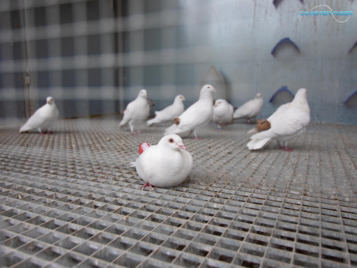 Parc du Petit Prince — 29 juin 2021