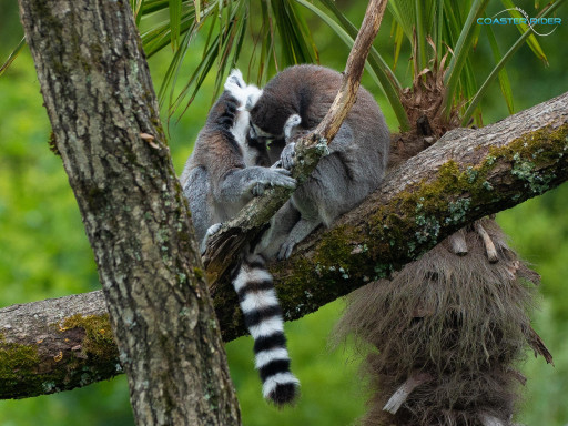 Le Pal — 15 juillet 2021