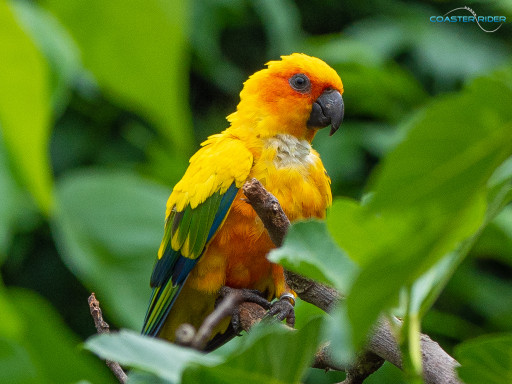 Le Pal — 15 juillet 2021