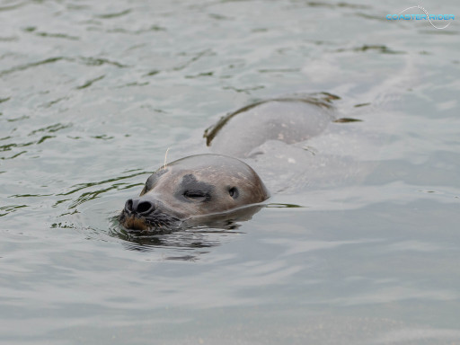 Le Pal — 15 juillet 2021