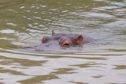 Le Pal — 15 juillet 2021