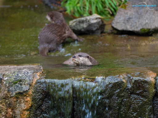 Le Pal — 15 juillet 2021