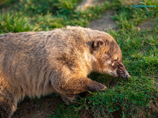 Parrot World — 5 mars 2022