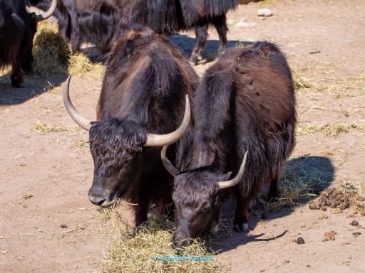 Kolmården — 13 juin 2022