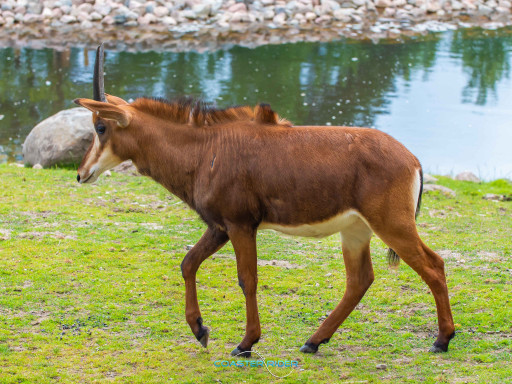 Kolmården — 13 juin 2022