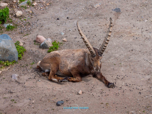 Kolmården — 13 juin 2022