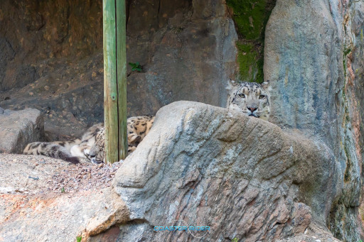 Kolmården — 13 juin 2022