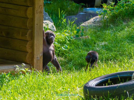 Kolmården — 13 juin 2022